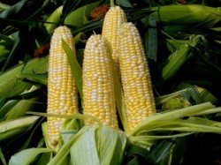 Timisul, judetul cu cea mai mare suprafata cultivata de porumb modificat genetic