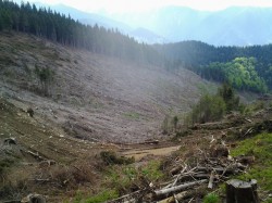 Taieri masive de copaci in “cel mai salbatic sector al Carpatilor romanesti"