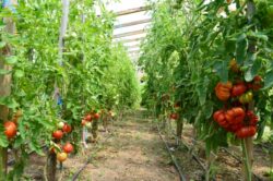 Vrei sa faci agricultura ecologica? Afla informatii utile aici Vrei sa faci agricultura ecologica? Afla informatii utile aici