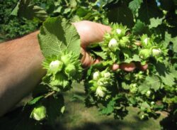 „Parcul European al alunilor infratiti" se afla in Vrancea