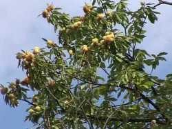 Ministerul Mediului a aprobat planul de management pentru Situl Natura 2000 si Rezervatia de castan comestibil Baia Mare