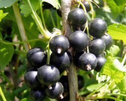 Apa de gura ecologica, preparata in casa