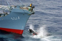 Premierul Japoniei: Voi face tot posibilul pentru a relansa vanatoarea de balene