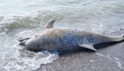 De la inceputul anului si pana in prezent 58 de delfini au fost gasiti esuati pe plaja