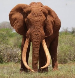 Ultimul elefant gigant, inrudit cu mamutul, a fost omorat de braconieri!