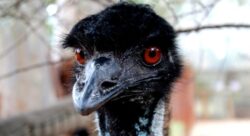 Cate specii de dinozauri mai traiesc azi pe Pamant? Raspunsul uimitor al unui cercetator