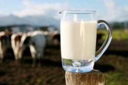 Laptele, iaurtul, branza, ouale si produsele din carne provin de la animale hranite cu furaje modificate genetic