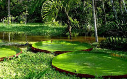 Schimbarile climatice afecteaza biodiversitatea din Padurea Amazoniana