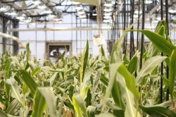 Alimentele modificate genetic: pro si contra?