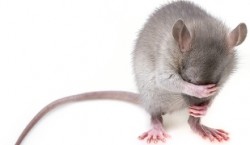Un sentiment al animalelor, descoperit in premiera: Sobolanii regreta actiunile care i-au facut sa rateze o mancare mai gustoasa.