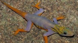Peste 300 de noi specii de animale si plante