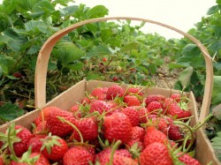 Un grup mixt va veni cu propuneri pentru dezvoltarea agriculturii ecologice in Republica Moldova