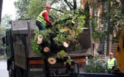Taierea arborilor sanatosi din spatiile verzi, doar cu avizul agentiilor de mediu