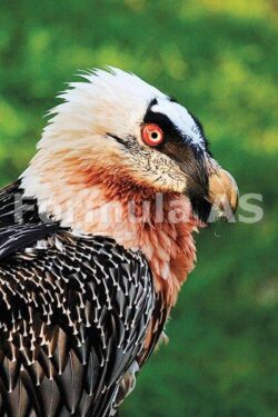 Animalele disparute de pe teritoriul Romaniei