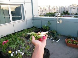 Gradina de legume, sanatatea de pe acoperisul unui bloc din Bucuresti Gradina de legume, sanatatea de pe acoperisul unui bloc din Bucuresti