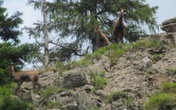 Capre negre fotografiate pe stancile din Parcul Natural Putna0