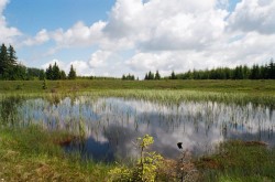 Rezervatia Naturala Taul lui Dumitru