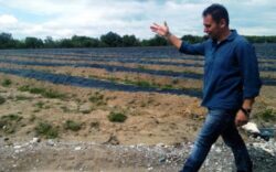 Un bucurestean va produce afine bio in Dambovita. Investitia se ridica la aproape 4 milioane de lei