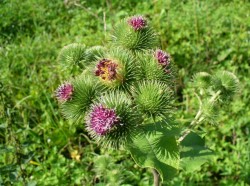 Brusturele, eficient in detoxifierea organismului
