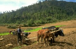 Noi cereri de sprijin in agricultura ecologica