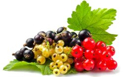Cinci fructe de padure cu efect terapeutic