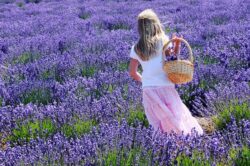 Lavanda rezolva afectiunile cardiace pe fond de stres