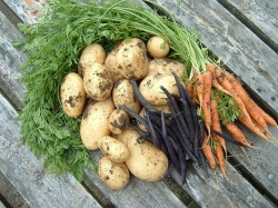 Studiu: Fructele si legumele ecologice contin mai multi antioxidanti