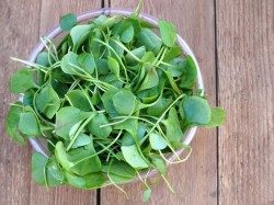 Cele mai hranitoare legume de pe planeta: au cea mai mare concentratie de nutrienti