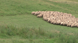 Bani de la UE pentru romanii care cresc oi merinos, vaci din rasa sura de stepa sau porci mangalita
