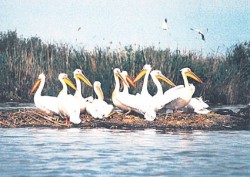 Danubeparks, promotorul „Coridorului Verde“ al Dunarii