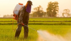 Sa fie neonicotinoidele cel mai mare dezastru ecologic contemporan?