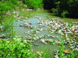 In Dunare exista mai mult plastic decat peste