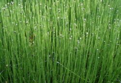 Coada-calului, planta care combate osteoporoza