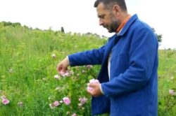 La ferma Ecologica Topa, straini invata sa faca dulceata de trandafiri