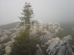 Ursii au ramas un pericol in Retezat. Ce masuri au luat autoritatile in cazul turmelor ucise in urma cu doua saptamani pe munte