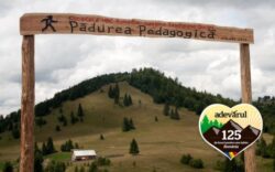 Zona de neratat: Padurea Pedagogica de la Tihuta, locul unde ecologia si biologia se invata pe viu