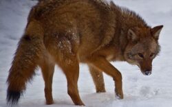 Incalzirea globala creeaza o specie de hibrizi intre lup, coiot si caine care incepe sa se inmulteasca in SUA