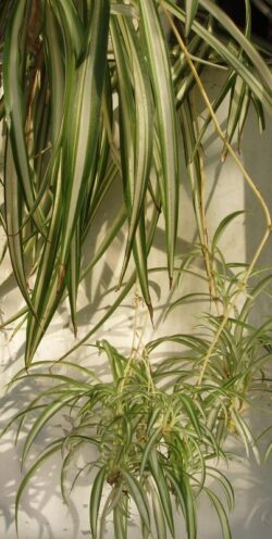 Planta paianjen, purifica natural aerul din casa