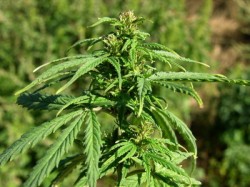 Initiativa Cetateneasca Europeana: Legalizam canepa