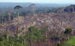 Defrisarile ilegale din Romania au distrus o planta pe cale de disparitie