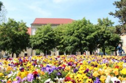 Autoritatile romane vor cumpara produse ecologice, incepand cu 2015