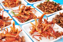 Insectele sunt hrana viitorului. Expertii in nutritie vor sa le transforme in mancarea principala a omenirii