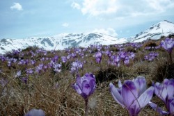 O planta extrem de rara a fost redescoperita in Romania dupa mai bine de 100 de ani