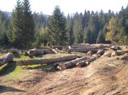 Ministrul Mediului si Schimbarilor Climatice, Korodi Attila a declarat azi, cu ocazia unei vizite de lucru in judetul Covasna, ca sistemul de urmarire on-line a trasabilitatii lemnului isi arata deja eficienta