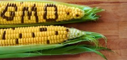 Greenpeace critica folosirea OMG-urilor ca produse alimentare