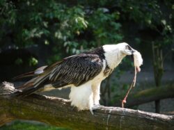 Doua pasari rare au ajuns in colectia gradinii zoologice din Chisinau