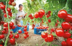 Reducerea continutului de nitrati din legume