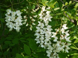 Cinci plante cu flori comestibile