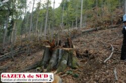 Fosta gradina botanica alpina din Ranca, rasa de pe fata pamantului
