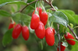 Legumele exotice, favorizate de schimbarile climatice